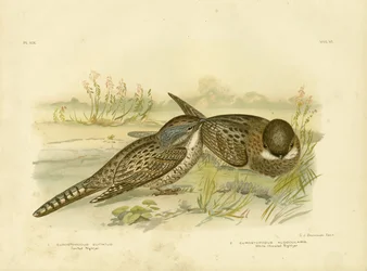 Chotacabras Manchado, 1891
